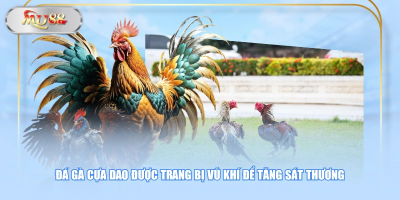 Đá gà cựa dao được trang bị vũ khí để tăng sát thương