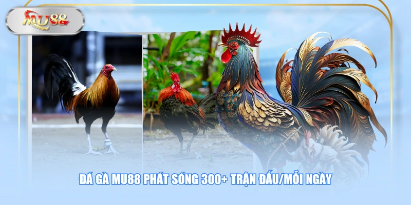 Đá gà MU88 phát sóng 300+ trận đấu/mỗi ngày